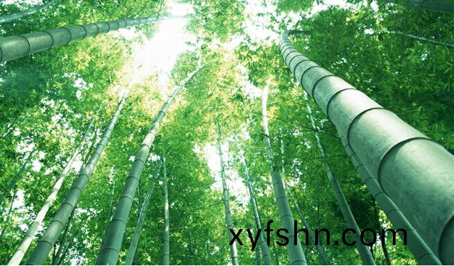 用竹子建造的高鐵，比鋼鐵都結實？中國新技術引來各國眼紅